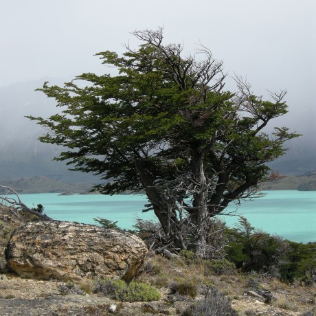 C-Lenga: C language support for the Lenga format